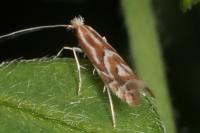 Phyllonorycter maestingella