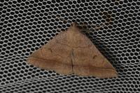 Zanclognatha lunalis