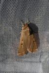 Noctua pronuba