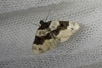 Cosmorhoe ocellata