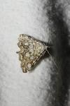 Elophila nymphaeata