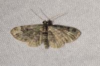 Pasiphila rectangulata