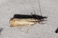 Chrysoteuchia culmella
