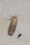 Platyedra subcinerea