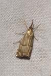 Chrysocrambus linetella