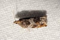 Ancylis achatana