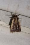 Ochropleura plecta