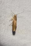 Crassa unitella