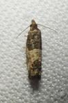 Spilonota ocellana