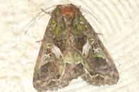 Trachea atriplicis