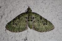Chloroclystis v-ata