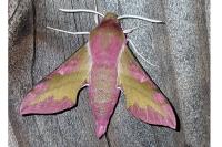 Deilephila porcellus