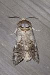 Cossus cossus