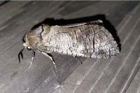 Cossus cossus