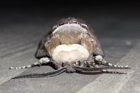 Cossus cossus