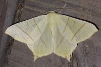 Ourapteryx sambucaria