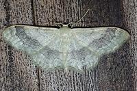 Idaea aversata
