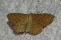 Idaea ochrata