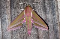 Deilephila elpenor