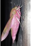 Deilephila elpenor