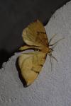 Gandaritis pyraliata