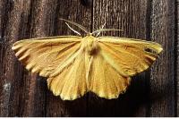 Angerona prunaria