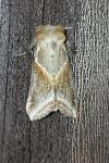 Habrosyne pyritoides
