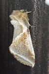 Habrosyne pyritoides