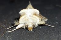 Habrosyne pyritoides