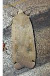 Noctua pronuba