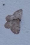 Hypomecis punctinalis