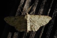Hypomecis punctinalis