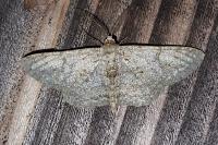 Hypomecis punctinalis