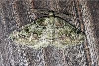 Cleorodes lichenaria