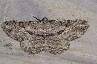 Peribatodes rhomboidaria