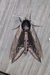 Sphinx ligustri