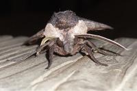 Sphinx ligustri