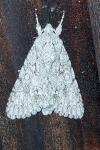 Acronicta aceris