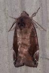Cosmia pyralina