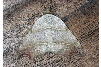 Laspeyria flexula