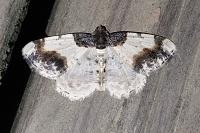Ligdia adustata