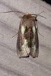 Diachrysia chrysitis