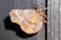Selenia dentaria