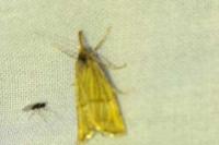 Chrysocrambus linetella