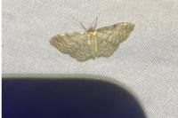 Idaea fuscovenosa