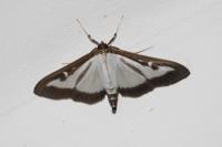 Cydalima perspectalis