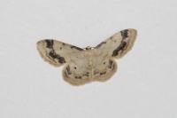 Idaea trigeminata