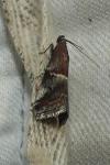 Acrobasis marmorea