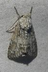 Acronicta aceris