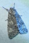 Acronicta megacephala